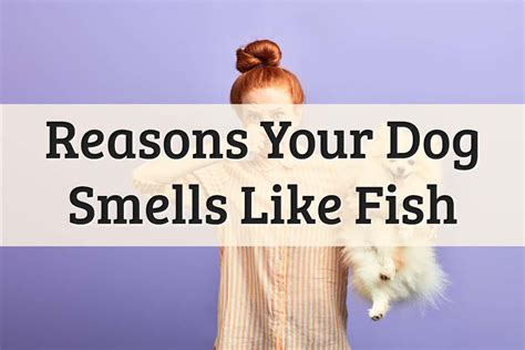 "A fishy <b>smell</b> can mean different. . Does dog sperm smell like fish